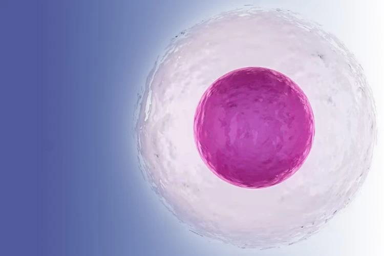 از کجا بفهمم تخمک آزاد شده